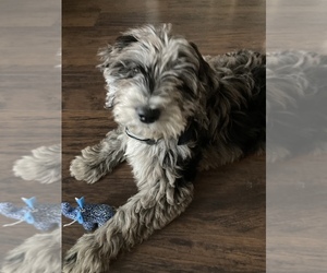 Sheepadoodle Puppy for sale in WINCHESTER, IN, USA