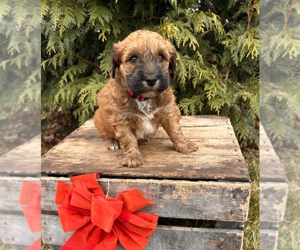 Medium Photo #4 Whoodle (Miniature) Puppy For Sale in MIDDLEBURY, IN, USA