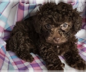 Father of the ShihPoo puppies born on 08/08/2024