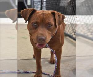 Mutt Dogs for adoption in Tulsa, OK, USA