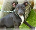 Small #1 American Pit Bull Terrier Mix
