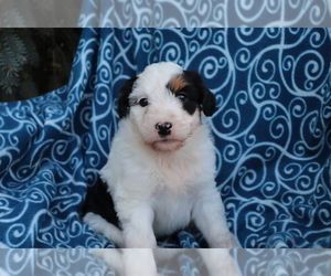 Aussiedoodle Puppy for sale in SHILOH, OH, USA