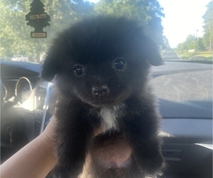 Pomeranian Puppy for sale in CASTLE HAYNE, NC, USA