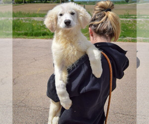 Medium Photo #5 Great Pyrenees Puppy For Sale in Huntley, IL, USA