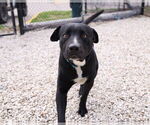Small #2 Labrador Retriever Mix