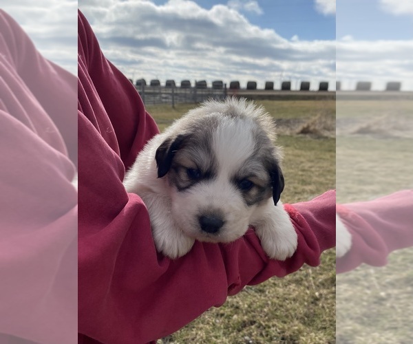 Medium Photo #1 Great Pyrenees Puppy For Sale in HUBBARD, IA, USA