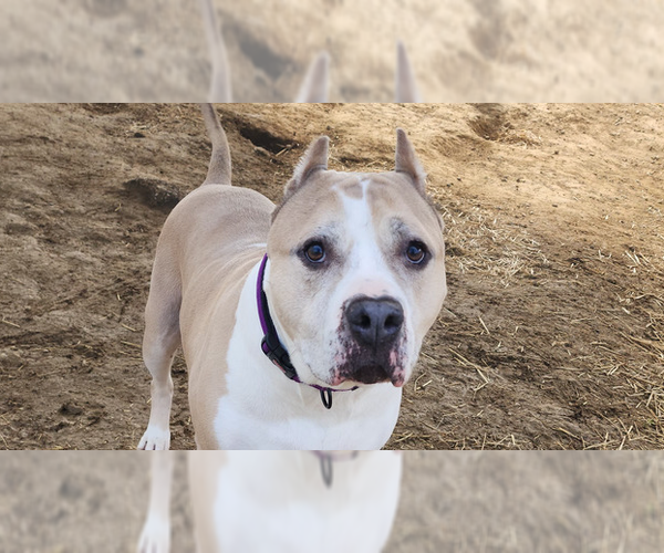 Medium Photo #5 American Staffordshire Terrier-Labrador Retriever Mix Puppy For Sale in Evansville, IN, USA