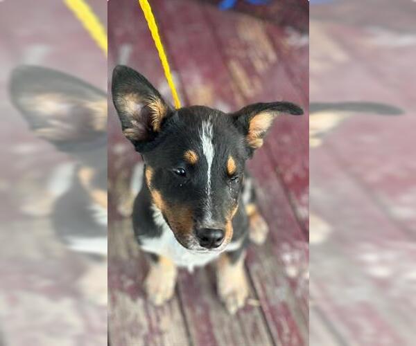 Medium Photo #1 Mutt Puppy For Sale in Houston, TX, USA