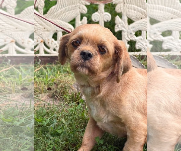 Medium Photo #1 Shih Tzu Puppy For Sale in HOPKINSVILLE/PRINCETON, KY, NH, USA