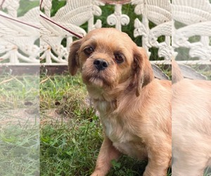 Shih Tzu Dogs for adoption in HOPKINSVILLE/PRINCETON, KY, NH, USA