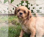 Small Shih Tzu