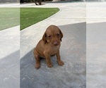Small Photo #20 Vizsla Puppy For Sale in BAKERSFIELD, CA, USA