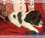 Small Photo #1 Havanese Puppy For Sale in HARRISONBURG, VA, USA