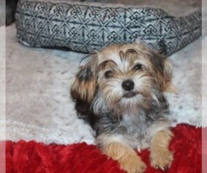 Havashire Puppy for sale in THAYER, KS, USA