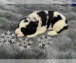 Small Photo #9 Bernedoodle Puppy For Sale in CLEVELAND, TN, USA