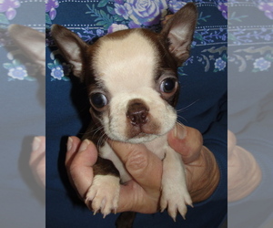 Boston Terrier Puppy for Sale in BEND, Oregon USA