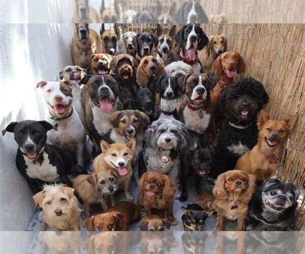 Medium Photo #1 Mutt Puppy For Sale in Cuyahoga Falls , OH, USA