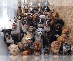 Mutt Dogs for adoption in Cuyahoga Falls , OH, USA