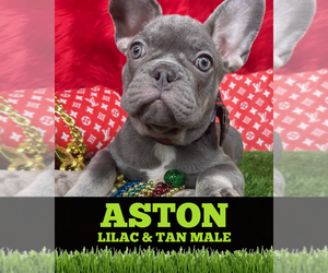 French Bulldog Puppy for sale in HEATHROW, FL, USA