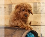 Small #11 Cavapoo