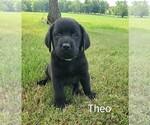 Puppy 2 Labrador Retriever