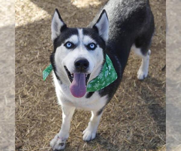 Medium Photo #1 Siberian Husky-Unknown Mix Puppy For Sale in San Antonio, TX, USA