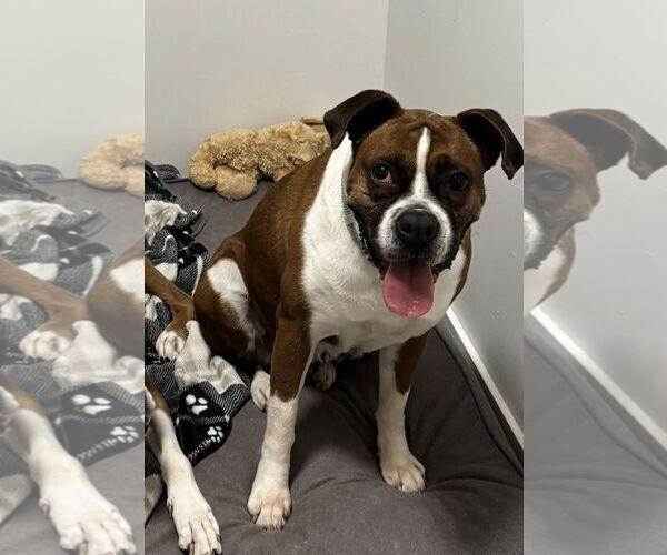 Medium Photo #2 Boxer Puppy For Sale in Stanwood, WA, USA