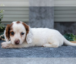 Small #2 Dachshund
