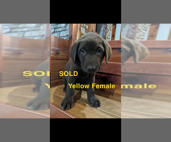 Medium Photo #8 Labrador Retriever Puppy For Sale in BRADLEYVILLE, MO, USA