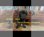 Small Photo #8 Labrador Retriever Puppy For Sale in BRADLEYVILLE, MO, USA
