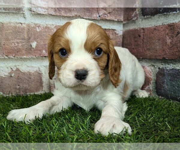 Medium Photo #5 Cavalier King Charles Spaniel Puppy For Sale in MOBERLY, MO, USA