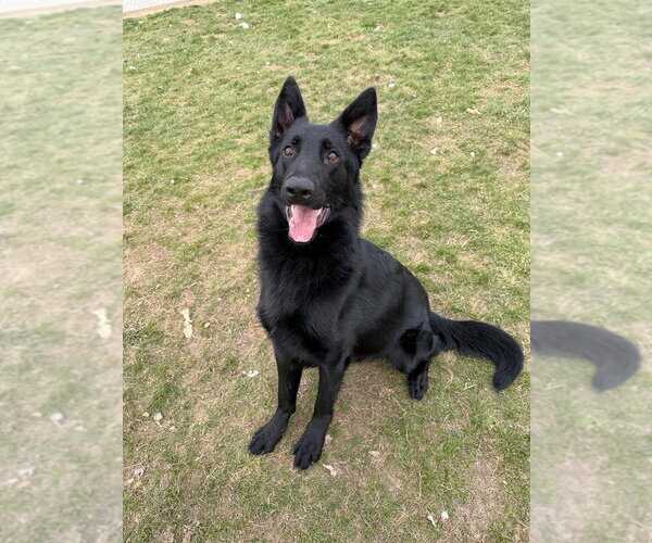 Medium Photo #4 German Shepherd Dog Puppy For Sale in Pierceton , IN, USA