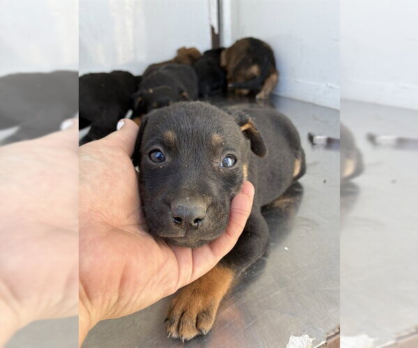 Medium Photo #1 German Shepherd Dog Puppy For Sale in Stockton, CA, USA
