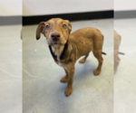 Small #2 Mutt