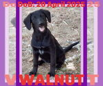 Small Labrador Retriever Mix