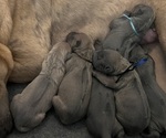 Puppy Cosmo Akropolis Thai Ridgeback