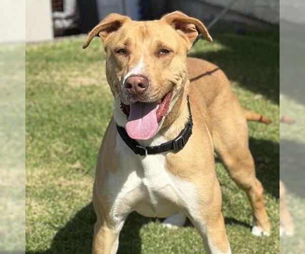 Medium Photo #2 American Pit Bull Terrier-Unknown Mix Puppy For Sale in Camarillo, CA, USA