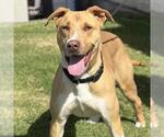 Small #1 American Pit Bull Terrier Mix