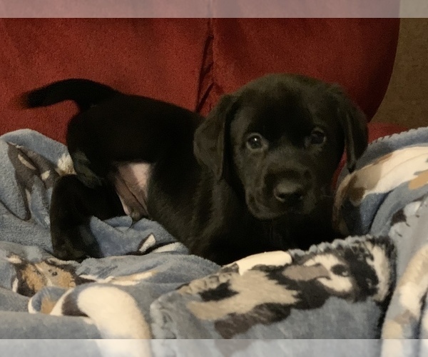 Full screen Photo #10 Labrador Retriever Puppy For Sale in SPOTSYLVANIA, VA, USA