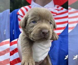 Labrador Retriever Puppy for Sale in NEOLA, West Virginia USA