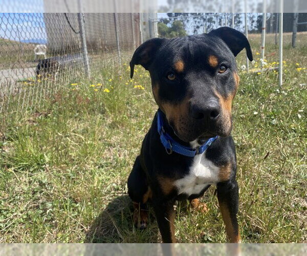 Medium Photo #1 Mutt Puppy For Sale in McKinleyville, CA, USA