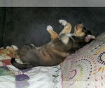 Small Photo #13 Goberian Puppy For Sale in LINCOLN, NE, USA