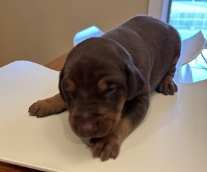 Doberman Pinscher Puppy for sale in PECK, KS, USA