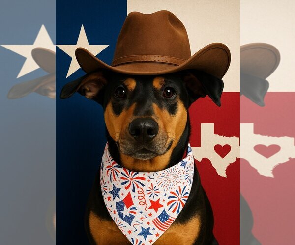 Medium Photo #3 Doberman Pinscher-Pointer Mix Puppy For Sale in Houston, TX, USA