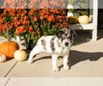 Macy - Female Cocker-Pei Puppy for Sale - Photo #2