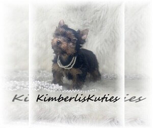 Yorkshire Terrier Puppy for sale in LIPAN, TX, USA