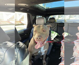 American Staffordshire Terrier-Unknown Mix Dogs for adoption in Rockaway, NJ, USA