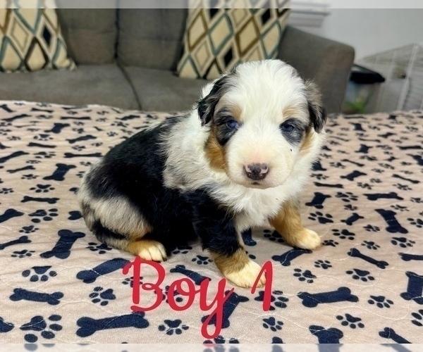 Medium Photo #5 Australian Shepherd Puppy For Sale in SALISBURY, NC, USA