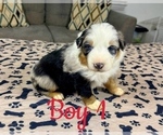 Small #4 Australian Shepherd