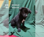 Small Photo #26 Australian Shepherd Puppy For Sale in CLARKSVILLE, TX, USA